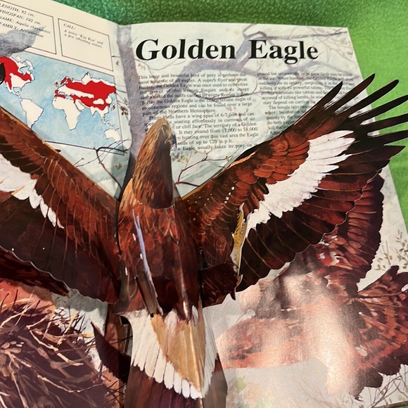 Majesty In Flight Nature’s Bird’s Of Prey in Three Dimensions Pop-Up HC Book - Picture 5 of 9